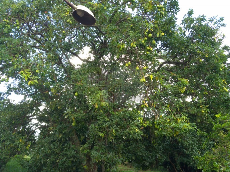 Fazenda à venda com 2 quartos, 10000m² - Foto 9