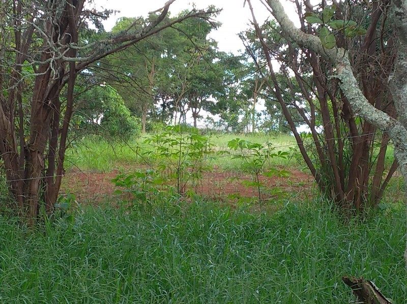 Fazenda à venda com 2 quartos, 10000m² - Foto 8